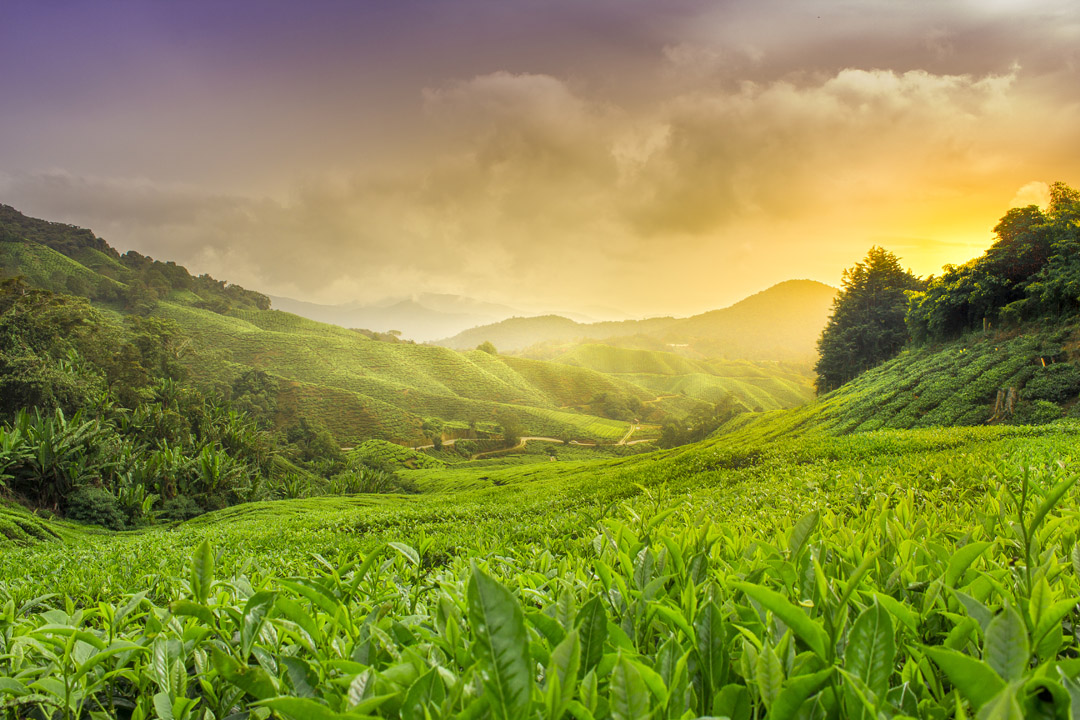 Copthorne Hotel Cameron Highlands